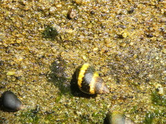 Littorina scutulata