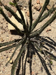Crassula muscosa
