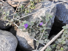 Calibrachoa parviflora