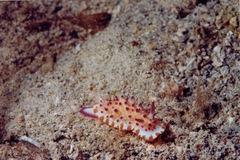 Mexichromis multituberculata