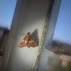 Endotricha mesenterialis