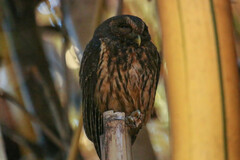 Strix virgata