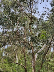 Eucalyptus polyanthemos