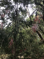 Eucalyptus sideroxylon