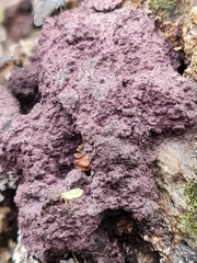 Nectriopsis violacea