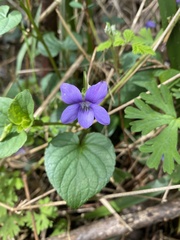 Viola riviniana