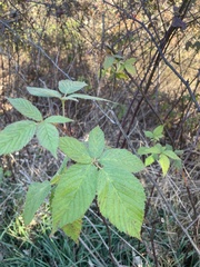 Rubus pensilvanicus