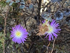 Ruschieae