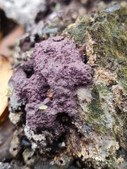 Nectriopsis violacea