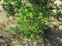 Carissa bispinosa