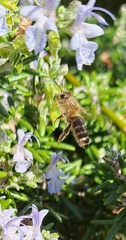 Apis cerana japonica