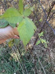 Rubus pensilvanicus