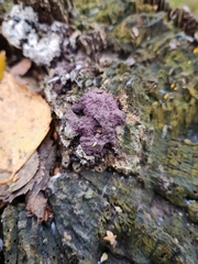 Nectriopsis violacea