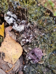 Nectriopsis violacea