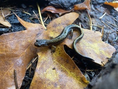 Plethodon dunni