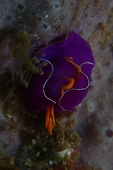 Sagaminopteron ornatum