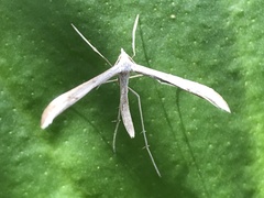 Platyptilia celidotus