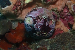 Astralium tentoriiforme