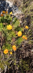 Euryops abrotanifolius