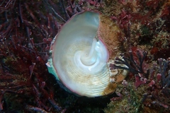 Astralium tentoriiforme