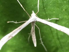 Platyptilia celidotus