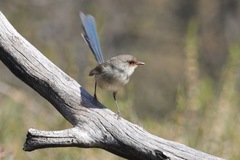 Malurus pulcherrimus