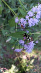 Placosternus erythropus