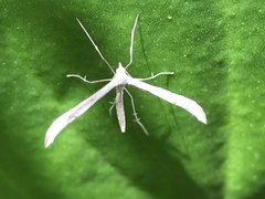 Platyptilia celidotus