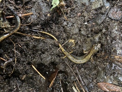 Plethodon dunni
