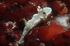 Doriprismatica atromarginata