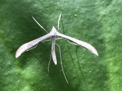 Platyptilia celidotus