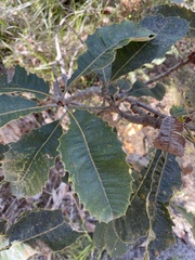 Banksia robur