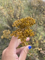 Flaveria chlorifolia