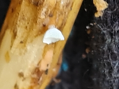 Calyptella campanula