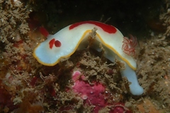 Goniobranchus splendidus