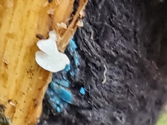 Calyptella campanula