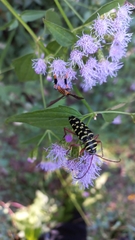 Placosternus erythropus