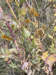 Flaveria chlorifolia