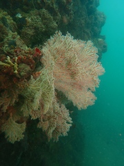 Melithaea zimmeri