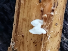 Calyptella campanula