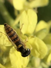 Sphaerophoria macrogaster