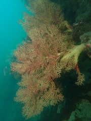 Melithaea zimmeri
