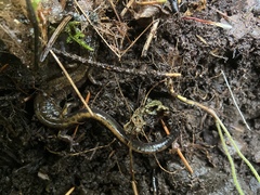 Plethodon dunni