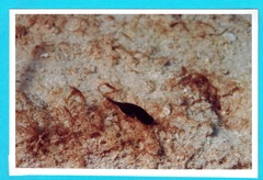 Chelidonura
