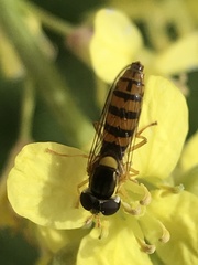 Sphaerophoria macrogaster