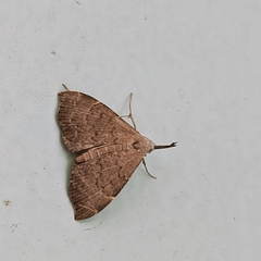 Trigonistis asthenopa