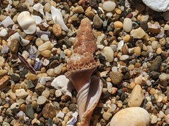 Isara carbonaria