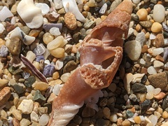 Isara carbonaria
