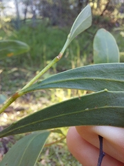 Acacia pycnantha