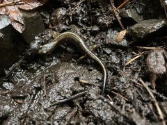 Plethodon dunni